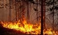 лесной пожар в брединском районе