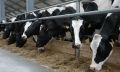 молочное животноводство в брединском районе
