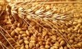 пшеница брединский район